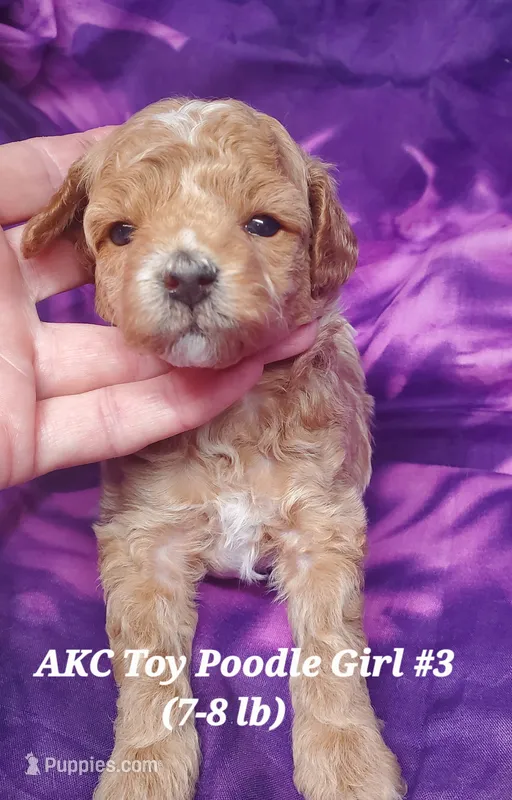 Socks – Poodle - Toy  puppy for sale in Fremont, OH