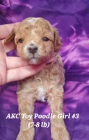 Socks, a female Poodle - Toy  for sale in Fremont, OH – 1 of 10
