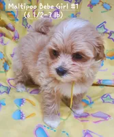 QT Pie, a female Maltipoo for sale in Fremont, OH – 2 of 7