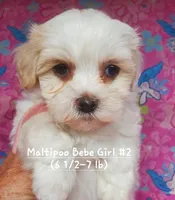 Bebe, a female Maltipoo for sale in Fremont, OH – 4 of 5