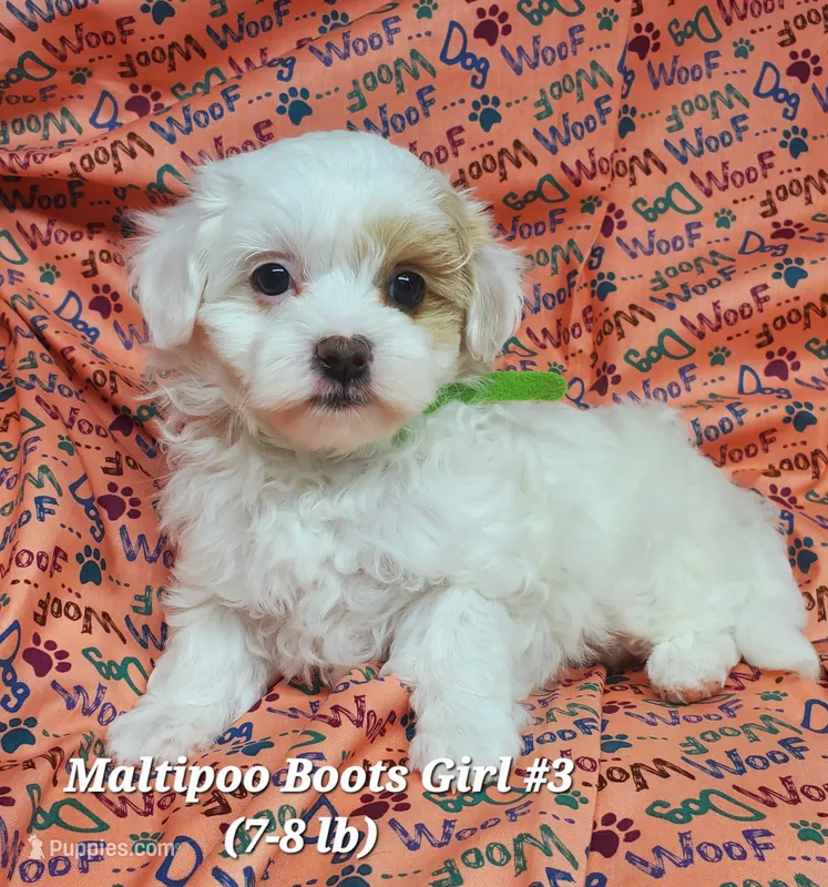 Ginny – Maltese, Poodle - Toy  puppy for sale in Fremont, OH