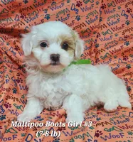 Ginny, a female Maltese and Poodle - Toy  for sale in Fremont, OH – 1 of 6