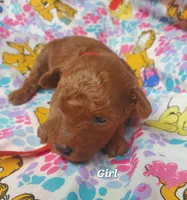 Rosie, a female Poodle - Toy  for sale in Fremont, OH – 7 of 7