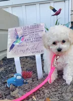 Dolly, a female Poodle - Toy  for sale in Fremont, OH – Photo 5 of 10