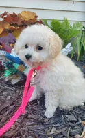 Dolly, a female Poodle - Toy  for sale in Fremont, OH – Photo 10 of 10