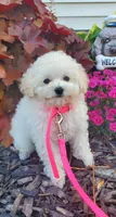 Dolly, a female Poodle - Toy  for sale in Fremont, OH – Photo 6 of 10