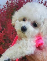 Dolly, a female Poodle - Toy  for sale in Fremont, OH – Photo 1 of 10