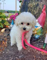 Dolly, a female Poodle - Toy  for sale in Fremont, OH – Photo 2 of 10