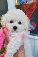 Dolly, a female Poodle - Toy  for sale in Fremont, OH – Photo 3 of 10