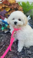 Dolly, a female Poodle - Toy  for sale in Fremont, OH – Photo 7 of 10