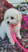 Dolly, a female Poodle - Toy  for sale in Fremont, OH – Photo 8 of 10