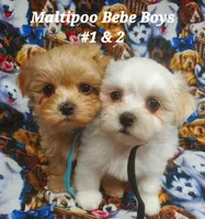 Tommy, a male Maltipoo for sale in Fremont, OH – 4 of 7