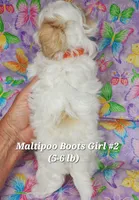 Bella, a female Maltese and Poodle - Toy  for sale in Fremont, OH – 2 of 10