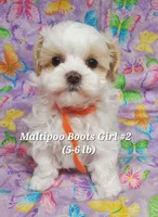 Bella, a female Maltese and Poodle - Toy  for sale in Fremont, OH – 9 of 10