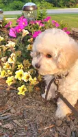 Lilo, a female Poodle - Toy  for sale in Fremont, OH – Photo 6 of 8