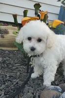 Lilo, a female Poodle - Toy  for sale in Fremont, OH – Photo 8 of 8