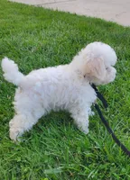 Lilo, a female Poodle - Toy  for sale in Fremont, OH – Photo 3 of 8