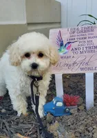 Lilo, a female Poodle - Toy  for sale in Fremont, OH – Photo 5 of 8