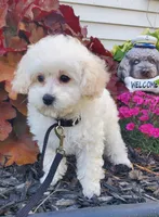Lilo, a female Poodle - Toy  for sale in Fremont, OH – Photo 4 of 8