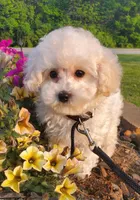 Lilo, a female Poodle - Toy  for sale in Fremont, OH – Photo 2 of 8