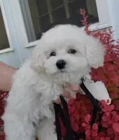 Lilo, a female Poodle - Toy  for sale in Fremont, OH – Photo 1 of 8