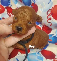 Billy, a male Poodle - Toy  for sale in Fremont, OH – 2 of 7