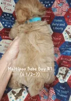 Tommy, a male Maltipoo for sale in Fremont, OH – 3 of 7