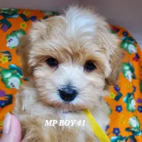 Mickey, a male Maltipoo for sale in Fremont, OH – Photo 3 of 8