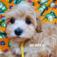 Mickey, a male Maltipoo for sale in Fremont, OH – Photo 7 of 8