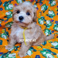 Mickey, a male Maltipoo for sale in Fremont, OH – Photo 4 of 8