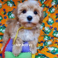 Mickey, a male Maltipoo for sale in Fremont, OH – Photo 1 of 8
