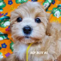 Mickey, a male Maltipoo for sale in Fremont, OH – Photo 2 of 8