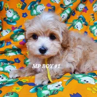 Mickey, a male Maltipoo for sale in Fremont, OH – Photo 8 of 8