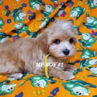 Mickey, a male Maltipoo for sale in Fremont, OH – Photo 5 of 8