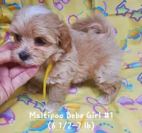 QT Pie, a female Maltipoo for sale in Fremont, OH – 5 of 7