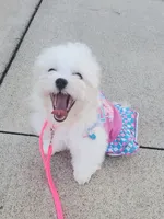 Bambi, a female Maltipoo for sale in Fremont, OH – 10 of 10