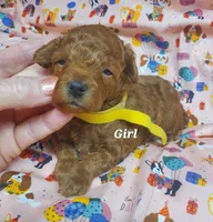 Dandy, a female Poodle - Toy  for sale in Fremont, OH – 5 of 7