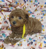 Dandy, a female Poodle - Toy  for sale in Fremont, OH – 9 of 10