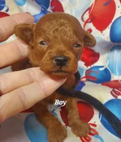 Billy, a male Poodle - Toy  for sale in Fremont, OH – 4 of 7