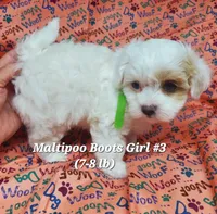 Ginny, a female Maltese and Poodle - Toy  for sale in Fremont, OH – 5 of 6