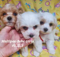 QT Pie, a female Maltipoo for sale in Fremont, OH – 3 of 7