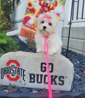 Bambi, a female Maltipoo for sale in Fremont, OH – 3 of 10