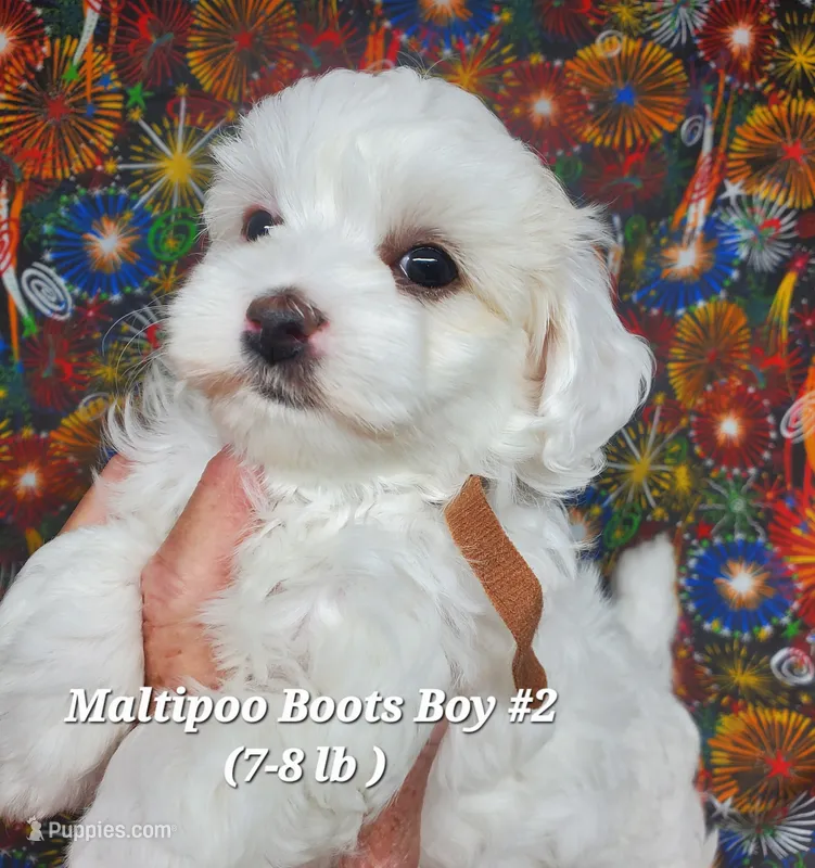 Bichop – Maltese, Poodle - Toy  puppy for sale in Fremont, OH