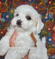 Bichop, a male Maltese and Poodle - Toy  for sale in Fremont, OH – 1 of 6