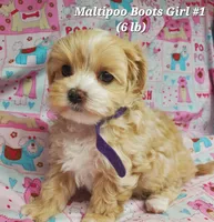 Boots, a female Maltese and Poodle - Toy  for sale in Fremont, OH – 6 of 9