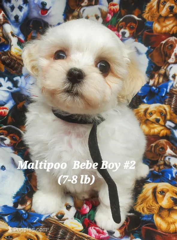 Freddie – Maltipoo puppy for sale in Fremont, OH