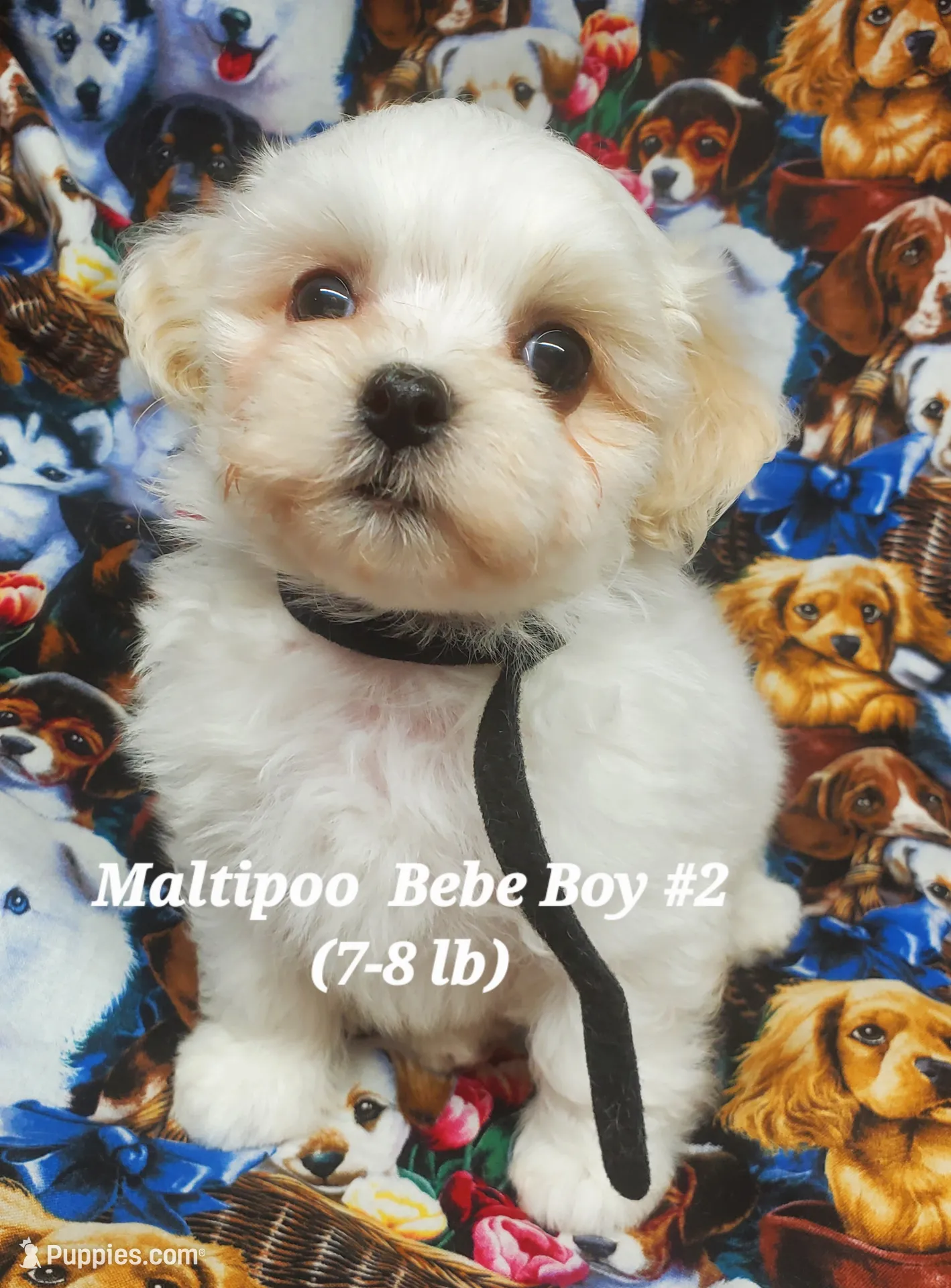 Freddie – Maltipoo Puppy for Sale in Fremont, OH | Puppies.com