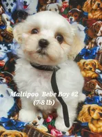 Freddie, a male Maltipoo for sale in Fremont, OH – 1 of 6