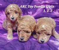 Socks, a female Poodle - Toy  for sale in Fremont, OH – 10 of 10