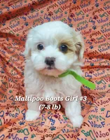 Ginny, a female Maltese and Poodle - Toy  for sale in Fremont, OH – 2 of 6
